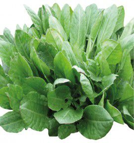 OSEILLE DE BELLEVILLE A SEMER