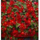 BEGONIA LE FLAMBOYANT