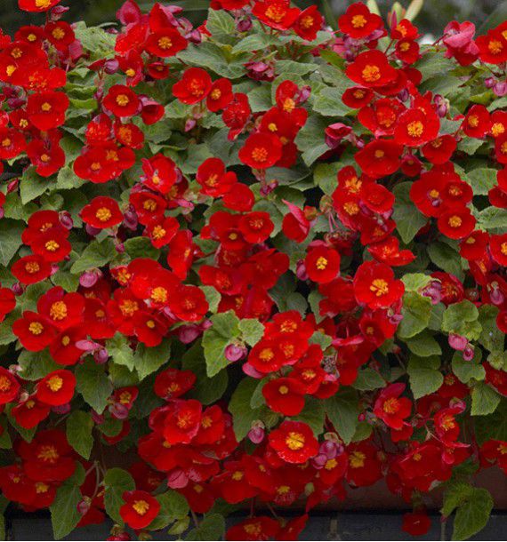 BEGONIA LE FLAMBOYANT