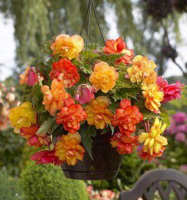 BEGONIA CASCADE GOLDEN BALCONY