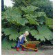 GUNNERA DU BRESIL