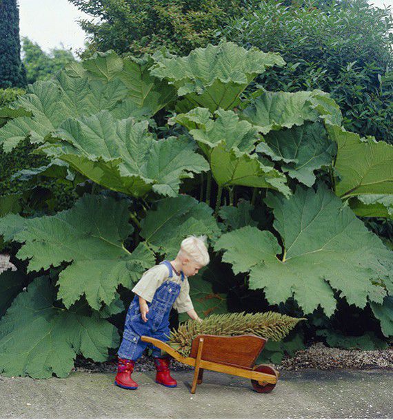 GUNNERA DU BRESIL