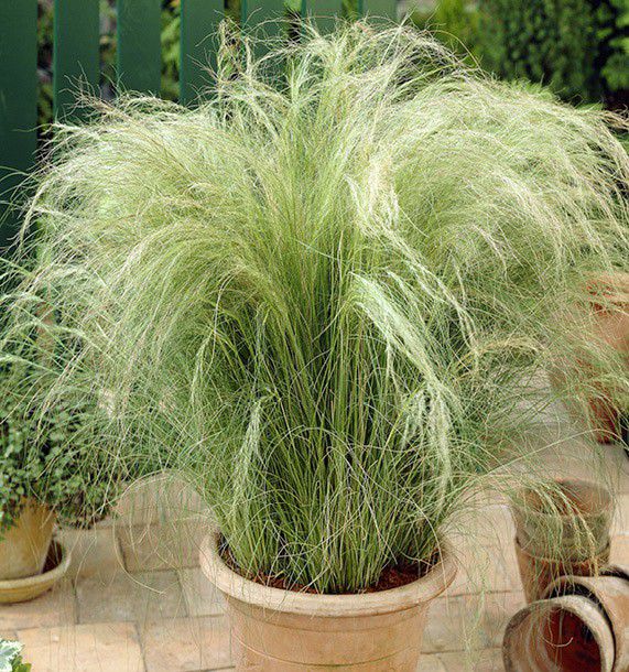 CHEVEUX D'ANGE, plante en ligne