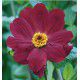 DAHLIA GEANT TARTARUS