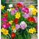 FREESIAS A FLEURS SIMPLES