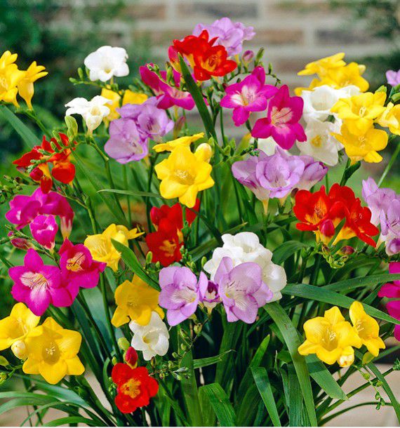 FREESIAS A FLEURS SIMPLES