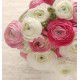 RENONCULES ROSES ET BLANCHES