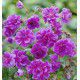GERANIUM DE L'HIMALAYA PLENUM