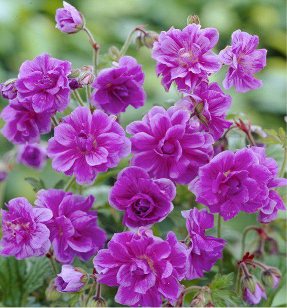 GERANIUM DE L'HIMALAYA PLENUM
