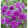 GERANIUM DE L'HIMALAYA PLENUM