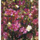 CLARKIA ELEGANTE DOUBLE 