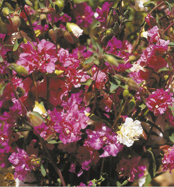 CLARKIA ELEGANTE DOUBLE 