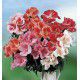 GODETIA A FLEUR D AZALEE