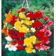 BEGONIAS CASCADES AUX COULEURS VIVES