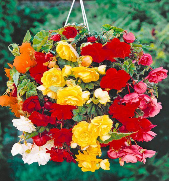 BEGONIAS CASCADES AUX COULEURS VIVES