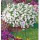 SURFINIA® BLANC