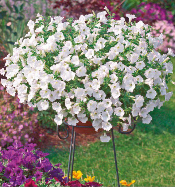 SURFINIA® BLANC