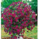SURFINIA® PURPLE