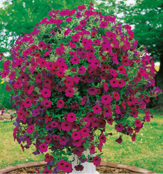 SURFINIA® PURPLE