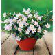 DIPLADENIA DIAMANTINA® WHITE
