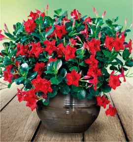 DIPLADENIA DIAMANTINA® ROUGE