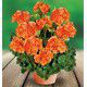 GERANIUM ZONALE GLORIA® 06 Fislore