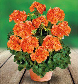 GERANIUM ZONALE GLORIA® 06 Fislore