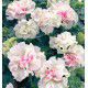 PETUNIA DOUBLE BLANC 