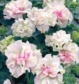 SURFINIA® DOUBLE BLANC