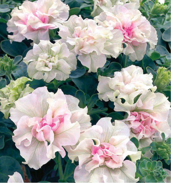 PETUNIA DOUBLE BLANC 