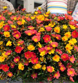TRIO PORTULACA CONFETTI GARDEN CUPCAKE