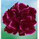 PETUNIA DOUBLE SUNSHINE® BURGUNDY