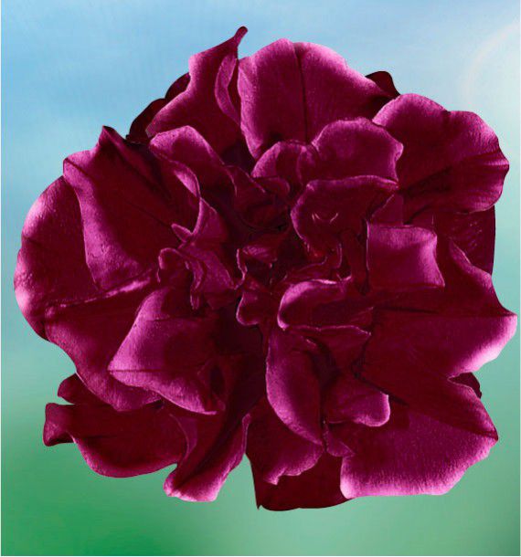PETUNIA DOUBLE SUNSHINE® BURGUNDY