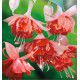 FUCHSIA GEANT BICENTENNIAL