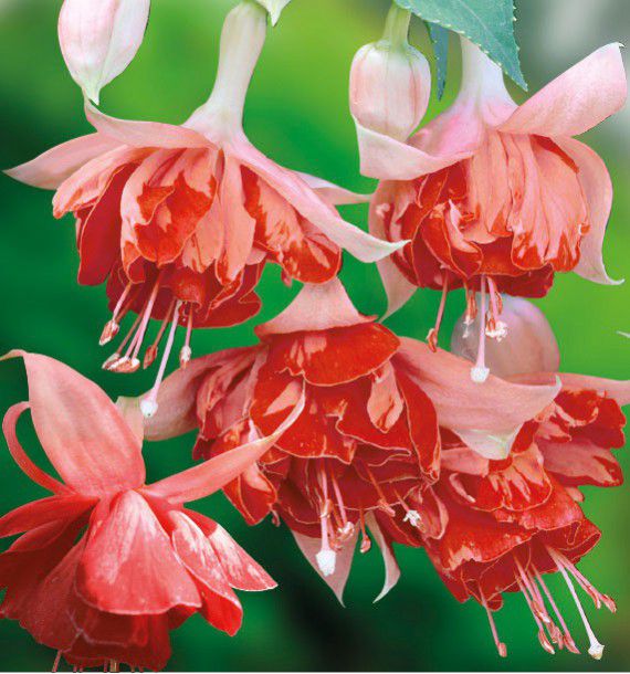 FUCHSIA GEANT BICENTENNIAL