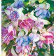 FUCHSIA GEANT MOODY BLUES