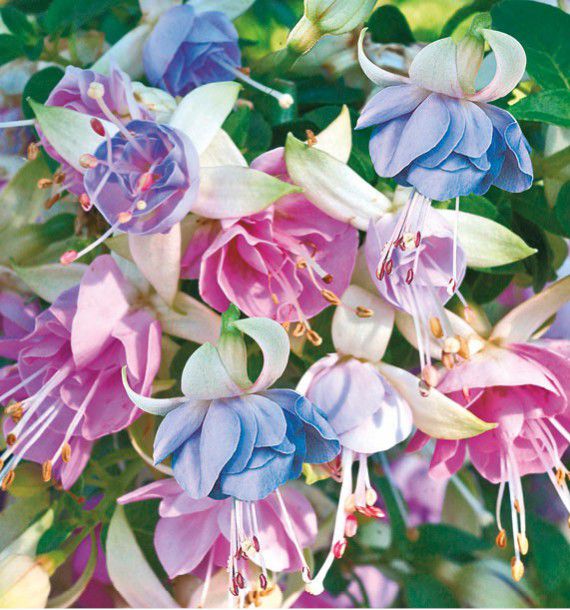 FUCHSIA GEANT MOODY BLUES