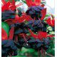 FUCHSIA MILLENIUM