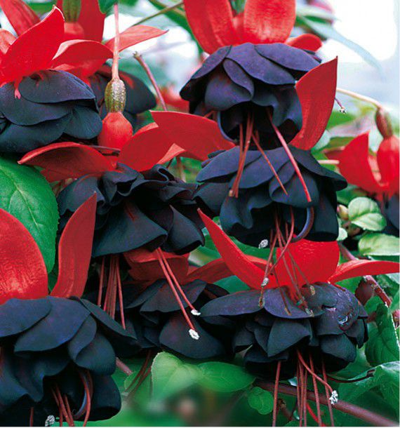 comment planter fuchsia