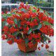 BEGONIA DRAGON WING®