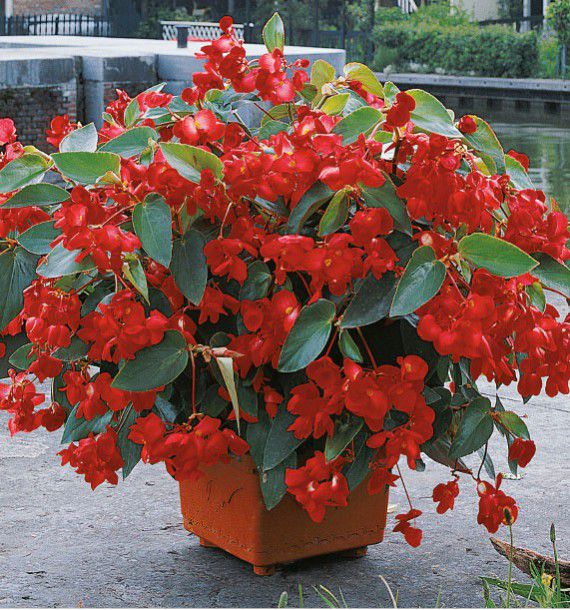 planter un begonia