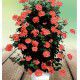 GERANIUM GRIMPANT ANTIK® SCARLET