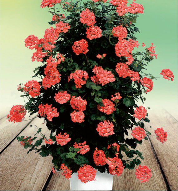 GERANIUM GRIMPANT ANTIK® SCARLET