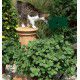 COLEUS CANINA
