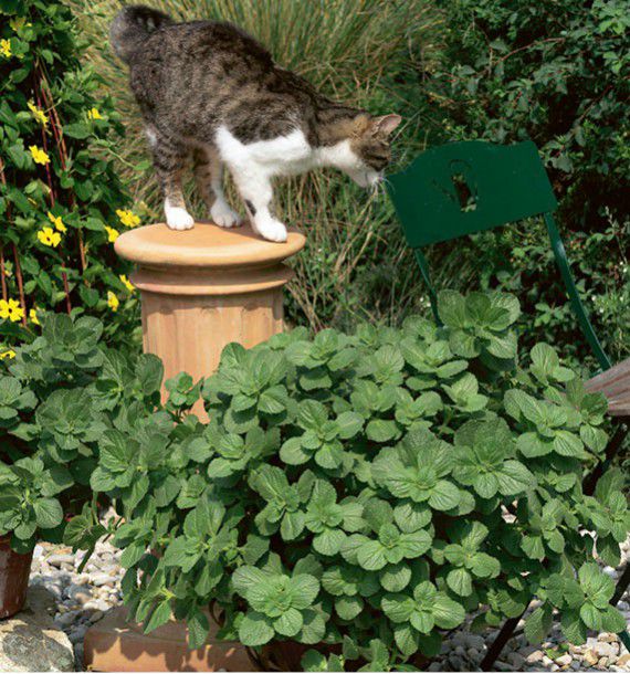 COLEUS CANINA