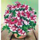 PELARGONIUM ANGELEYES®