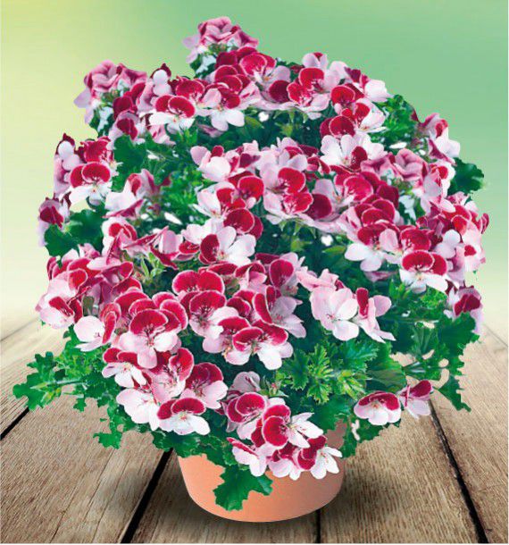 PELARGONIUM ANGELEYES®