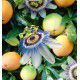 FRUIT DE LA PASSION