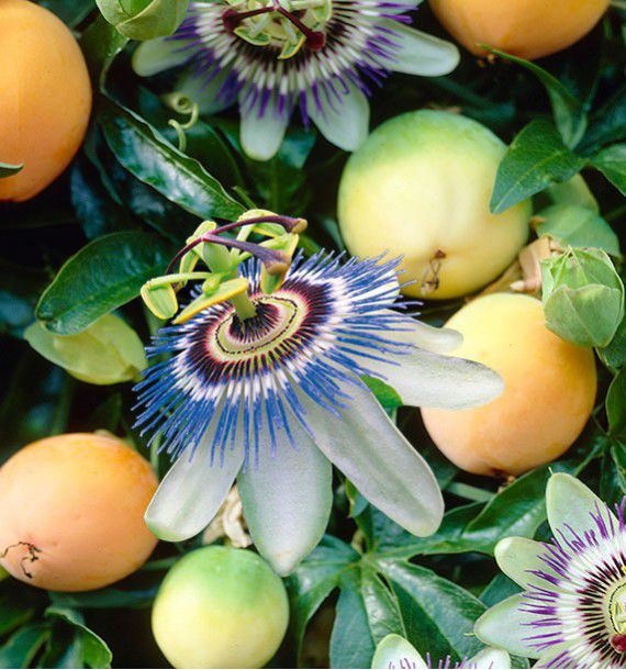 FRUIT DE LA PASSION