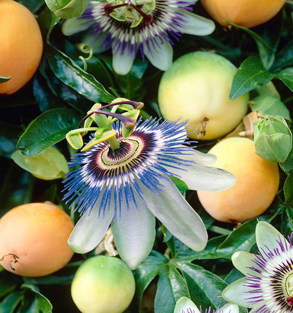 FRUIT DE LA PASSION, plante en ligne